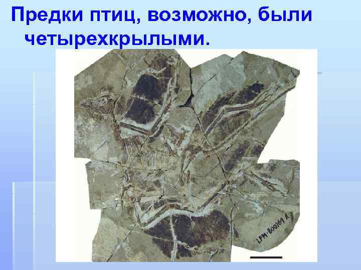 Предки птиц, возможно, были четырехкрылыми. 