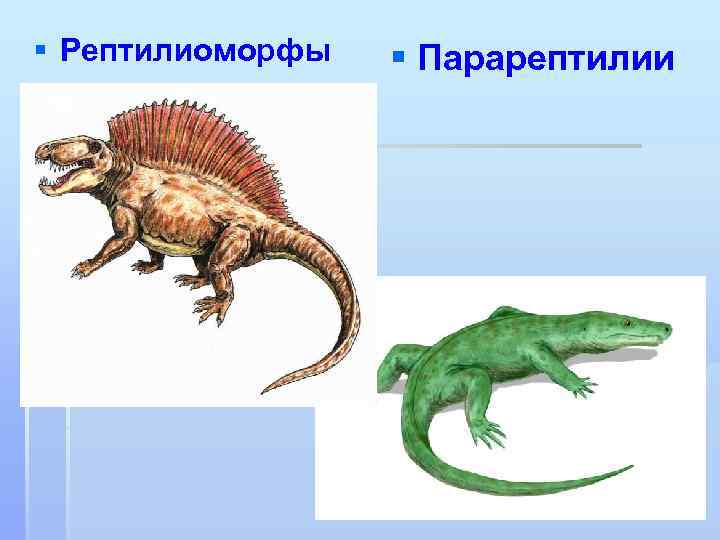§ Рептилиоморфы § Парарептилии 