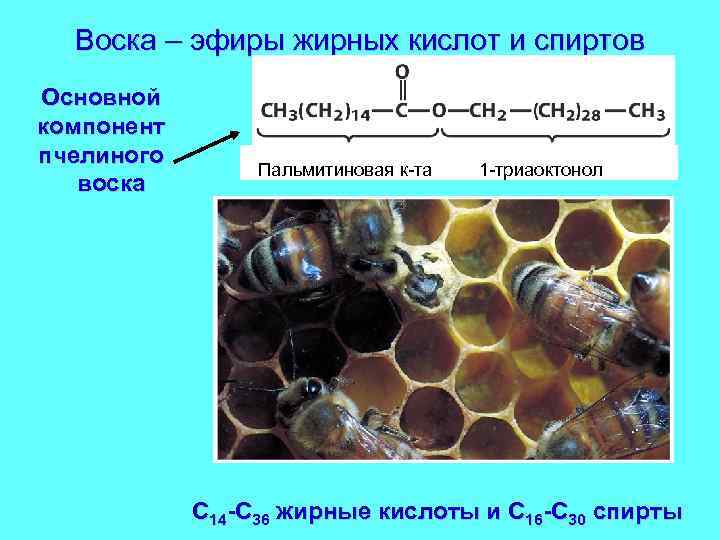 Воска – эфиры жирных кислот и спиртов Основной компонент пчелиного воска Пальмитиновая к-та 1