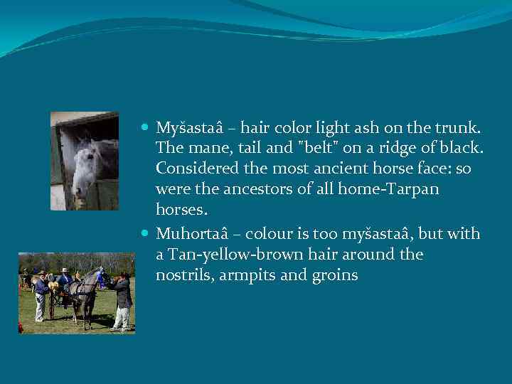  Myšastaâ – hair color light ash on the trunk. The mane, tail and