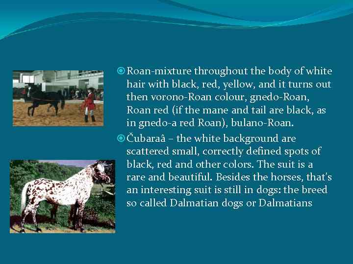  Roan-mixture throughout the body of white hair with black, red, yellow, and it