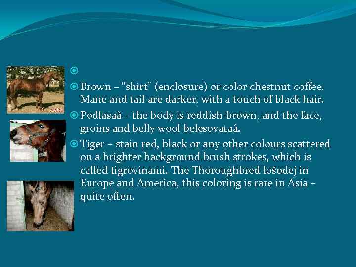  Brown – "shirt" (enclosure) or color chestnut coffee. Mane and tail are darker,