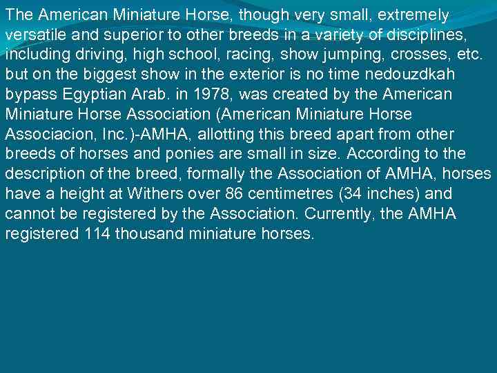 The American Miniature Horse, though very small, extremely versatile and superior to other breeds