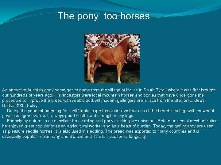 The pony too horses An attractive Austrian pony horse got its name from the