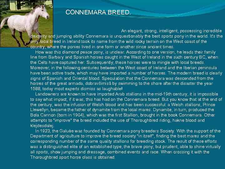 CONNEMARA BREED. . An elegant, strong, intelligent, possessing incredible dexterity and jumping ability Connemara