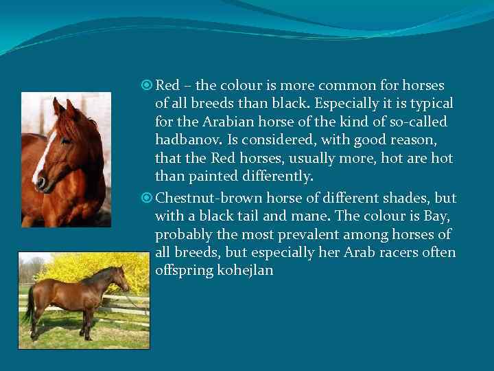  Red – the colour is more common for horses of all breeds than