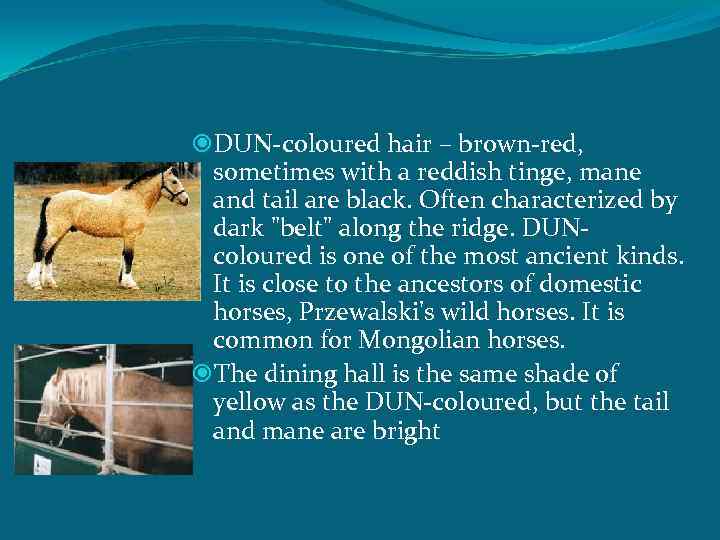  DUN-coloured hair – brown-red, sometimes with a reddish tinge, mane and tail are