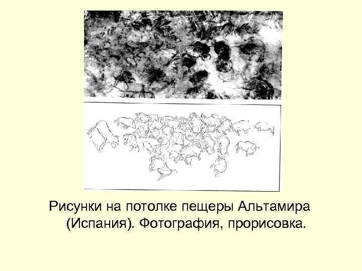 Рисунки на потолке пещеры Альтамира (Испания). Фотография, прорисовка. 