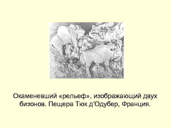 Окаменевший «рельеф» , изображающий двух бизонов. Пещера Тюк д’Одубер, Франция. 