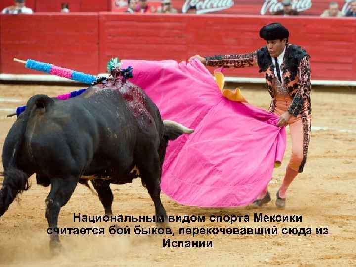 Национальным видом спорта Мексики считается бой быков, перекочевавший сюда из Испании 
