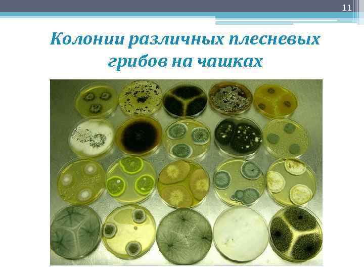 11 Колонии различных плесневых грибов на чашках 