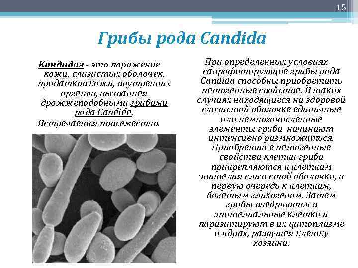 15 Грибы рода Candida Кандидоз - это поражение кожи, слизистых оболочек, придатков кожи, внутренних