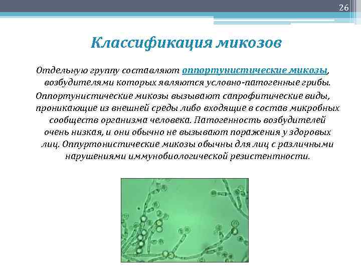 26 Классификация микозов Отдельную группу составляют оппортунистические микозы, возбудителями которых являются условно-патогенные грибы. Оппортунистические