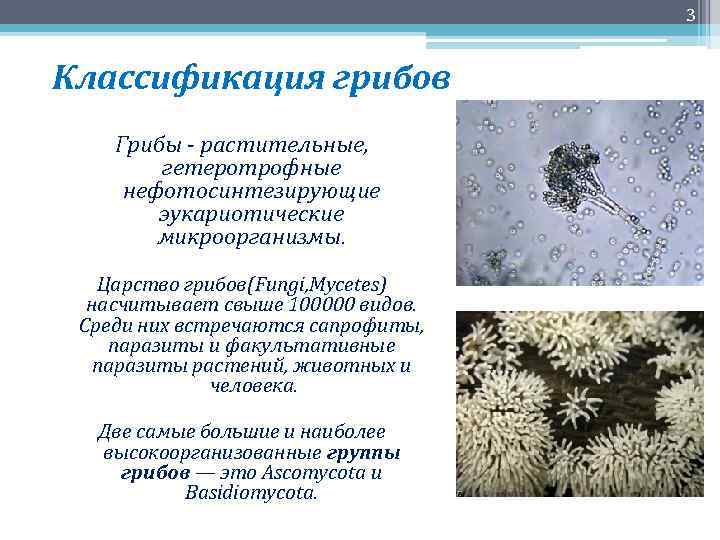 3 Классификация грибов Грибы - растительные, гетеротрофные нефотосинтезирующие эукариотические микроорганизмы. Царство грибов(Fungi, Mycetes) насчитывает
