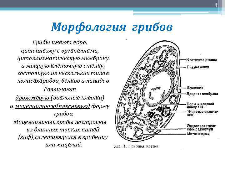 4 Морфология грибов Грибы имеют ядро, цитоплазму с органеллами, цитоплазматическую мембрану и мощную клеточную