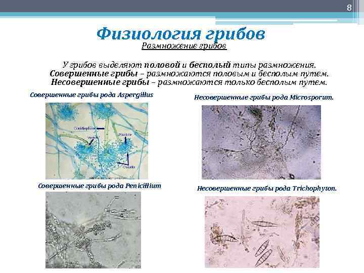 8 Физиология грибов Размножение грибов У грибов выделяют половой и бесполый типы размножения. Совершенные