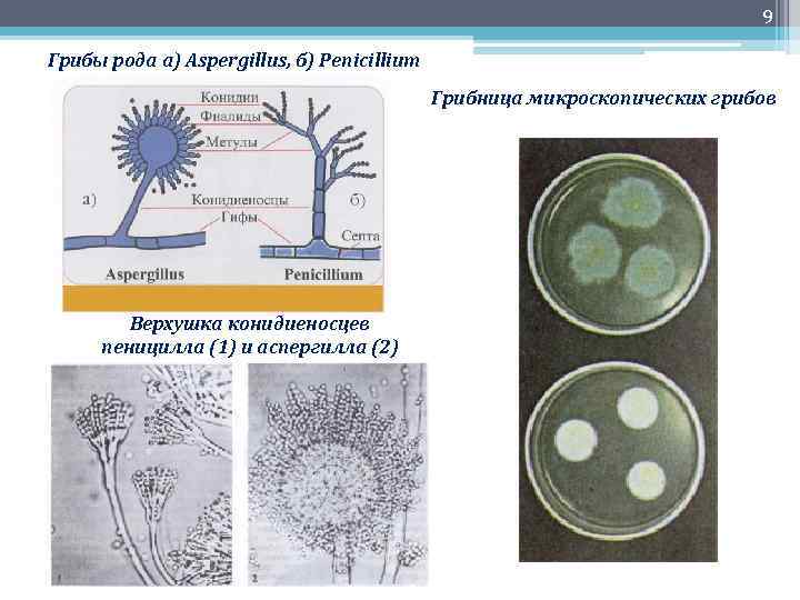 9 Грибы рода а) Aspergillus, б) Penicillium Грибница микроскопических грибов Верхушка конидиеносцев пеницилла (1)
