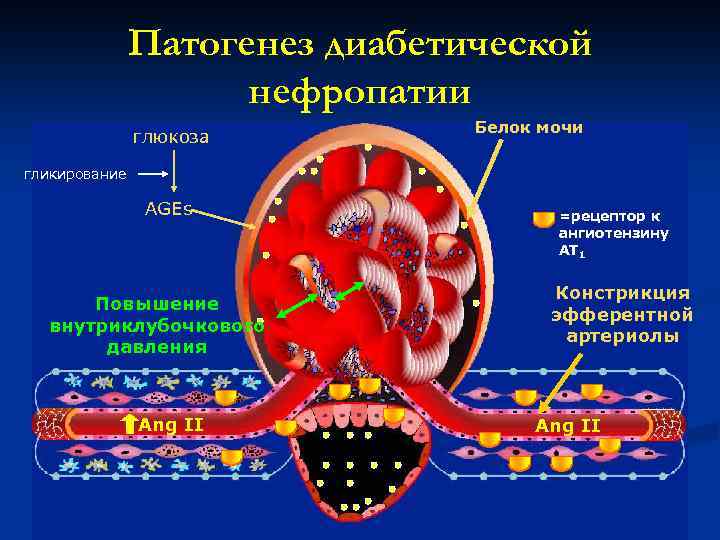 Механизм формирования хбп при сд схема