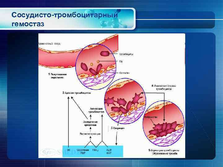 Сосудисто-тромбоцитарный гемостаз 