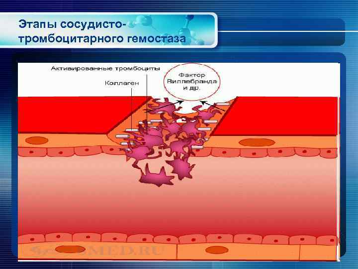 Этапы сосудистотромбоцитарного гемостаза 