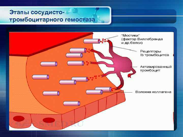 Этапы сосудистотромбоцитарного гемостаза 
