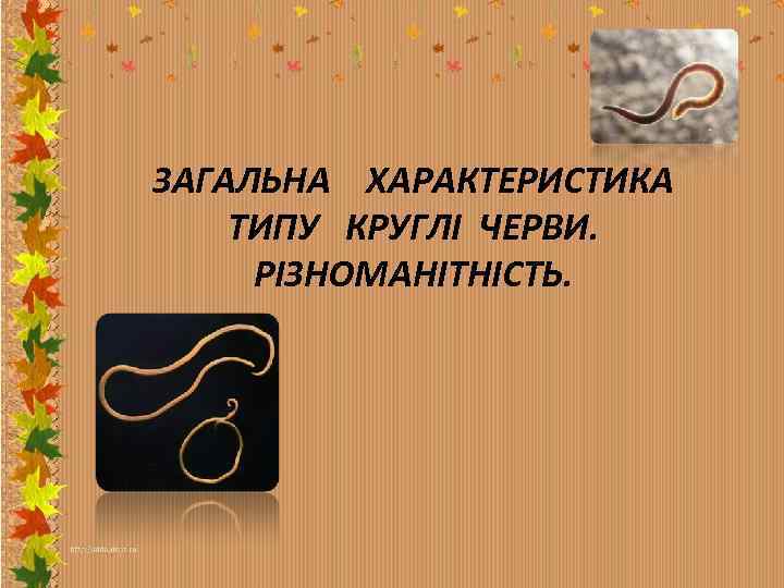 ЗАГАЛЬНА ХАРАКТЕРИСТИКА ТИПУ КРУГЛІ ЧЕРВИ. РІЗНОМАНІТНІСТЬ. 