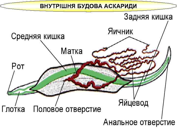 ВНУТРІШНЯ БУДОВА АСКАРИДИ 