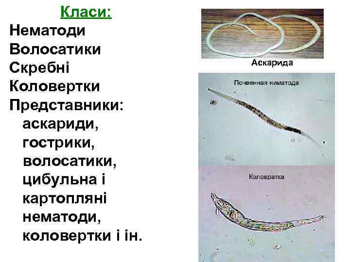 Класи: Нематоди Волосатики Скребні Коловертки Представники: аскариди, гострики, волосатики, цибульна і картопляні нематоди, коловертки