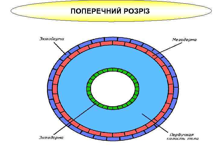 ПОПЕРЕЧНИЙ РОЗРІЗ 