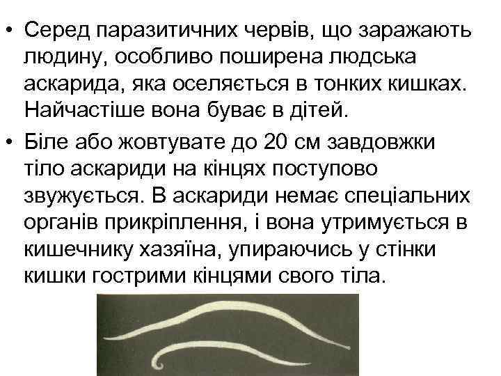  • Серед паразитичних червів, що заражають людину, особливо поширена людська аскарида, яка оселяється