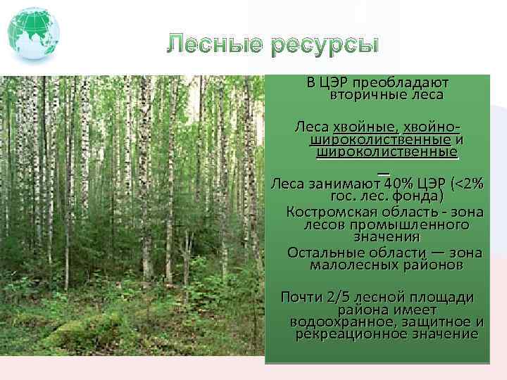 Лесные ресурсы В ЦЭР преобладают вторичные леса Леса хвойные, хвойношироколиственные и широколиственные Леса занимают
