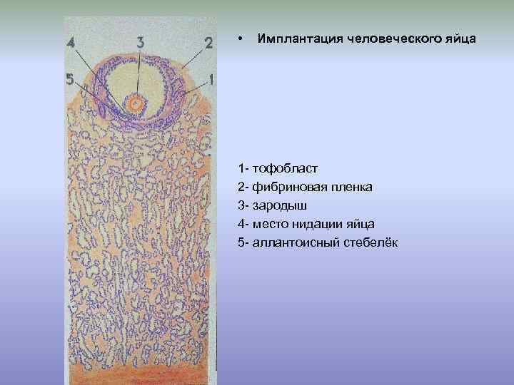  • Имплантация человеческого яйца 1 - тофобласт 2 - фибриновая пленка 3 -