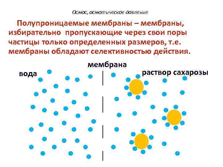 Осмос, осмотическое давление Полупроницаемые мембраны – мембраны, избирательно пропускающие через свои поры частицы только