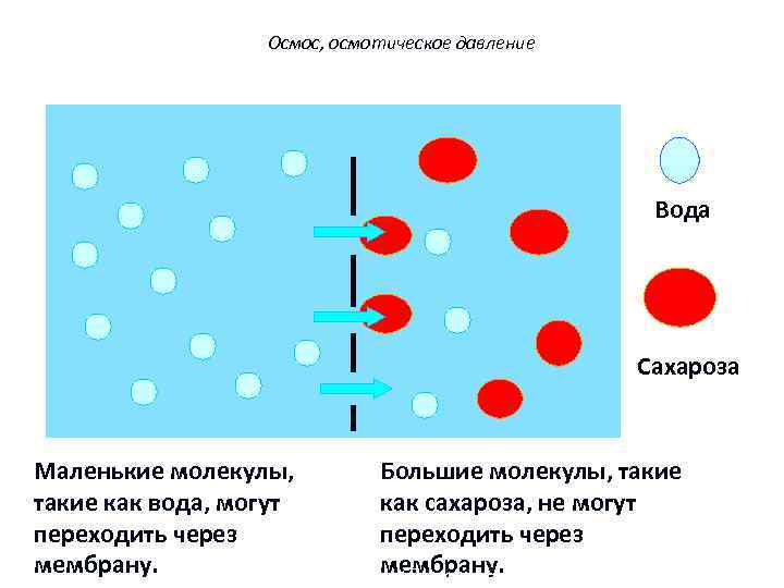 Осмос, осмотическое давление Вода Сахароза Маленькие молекулы, Большие молекулы, такие как вода, могут как