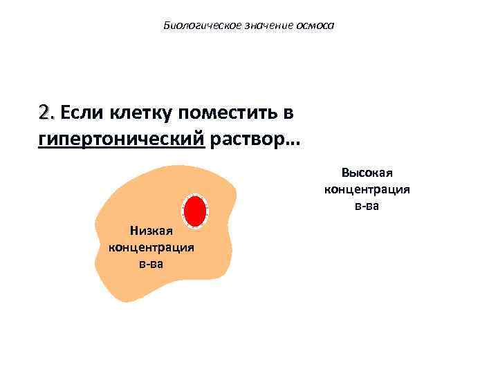 Биологическое значение осмоса 2. Если клетку поместить в гипертонический раствор… Higher Высокая concentration концентрация