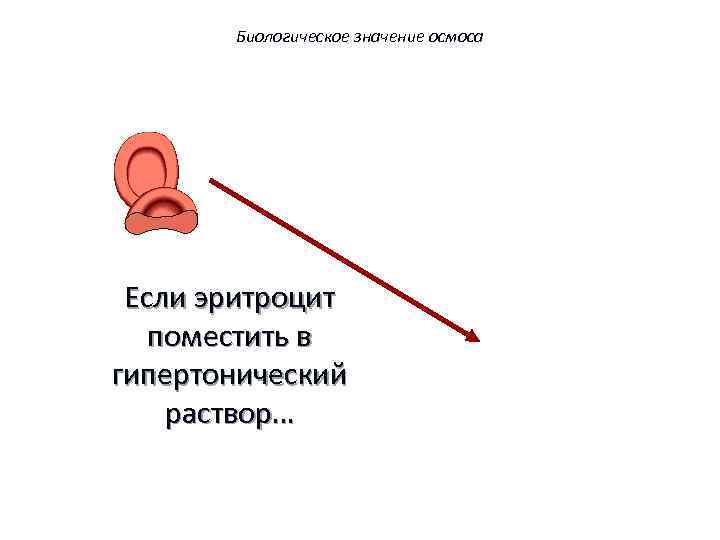 Биологическое значение осмоса Если эритроцит поместить в гипертонический раствор… 55 