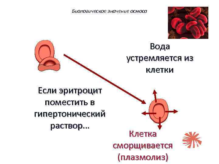 Биологическое значение осмоса Вода устремляется из клетки Если эритроцит поместить в гипертонический раствор… 56