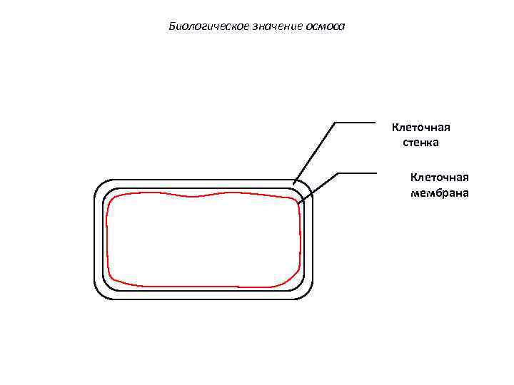 Биологическое значение осмоса Клеточная стенка Клеточная мембрана 