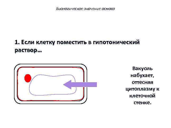 Биологическое значение осмоса 1. Если клетку поместить в гипотонический раствор… Вакуоль набухает, оттесняя цитоплазму