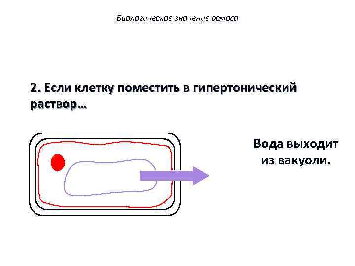 Биологическое значение осмоса 2. Если клетку поместить в гипертонический раствор… Вода выходит из вакуоли.