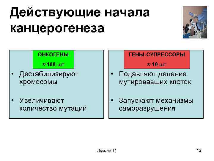 Действующие начала канцерогенеза ОНКОГЕНЫ-СУПРЕССОРЫ ≈ 100 шт ≈ 10 шт • Дестабилизируют хромосомы •