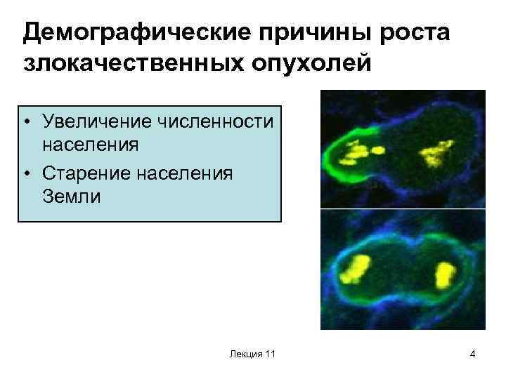 Демографические причины роста злокачественных опухолей • Увеличение численности населения • Старение населения Земли Лекция