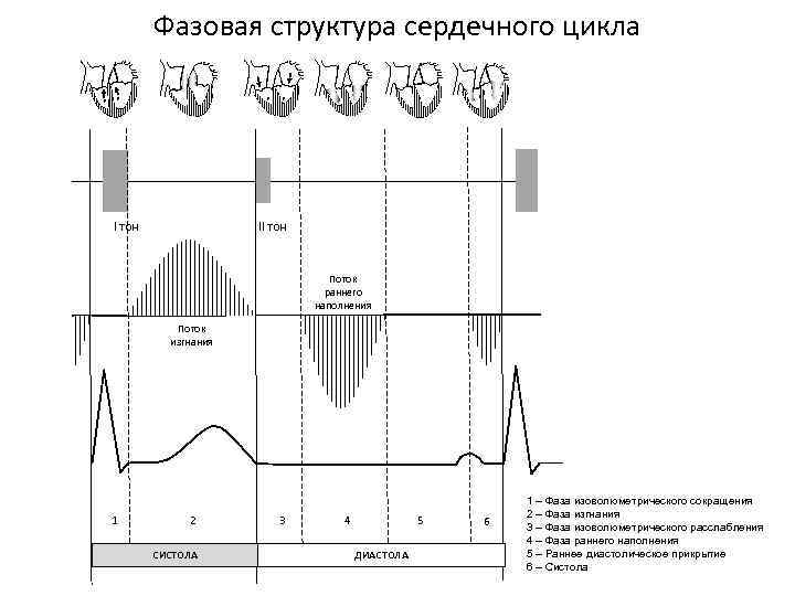 Рассмотрите схему сердечного цикла на рисунках 1 3