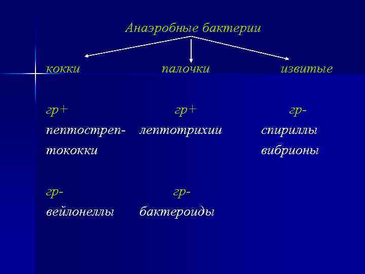 Анаэробные бактерии кокки палочки гр+ пептостреп- лептотрихии тококки грвейлонеллы грбактероиды извитые грспириллы вибрионы 