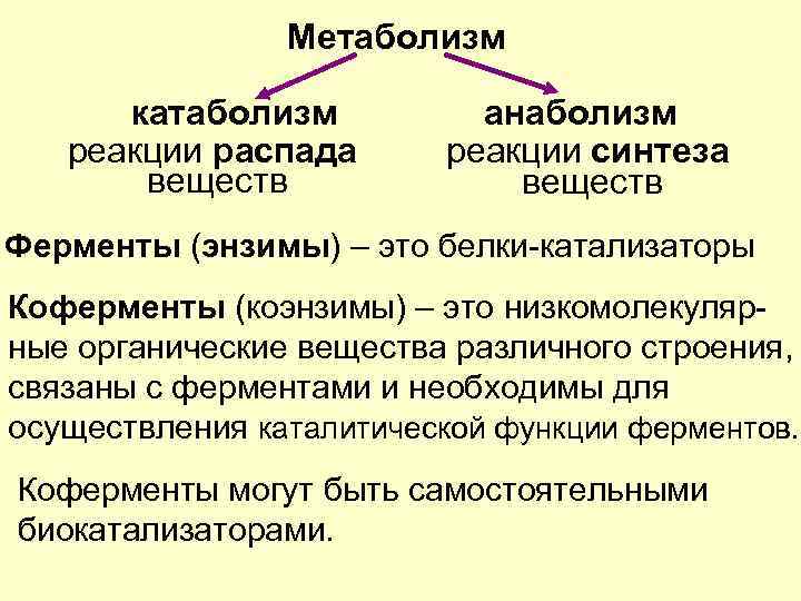 Обмен веществ и энергии анаболизм катаболизм