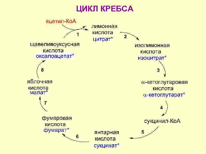 4 реакция цикла кребса. Цикл Кребса схема. Субстраты и продукты цикла Кребса. Цикл трикарбоновых кислот биохимия кратко. Цикл Кребса 8 реакций кратко.