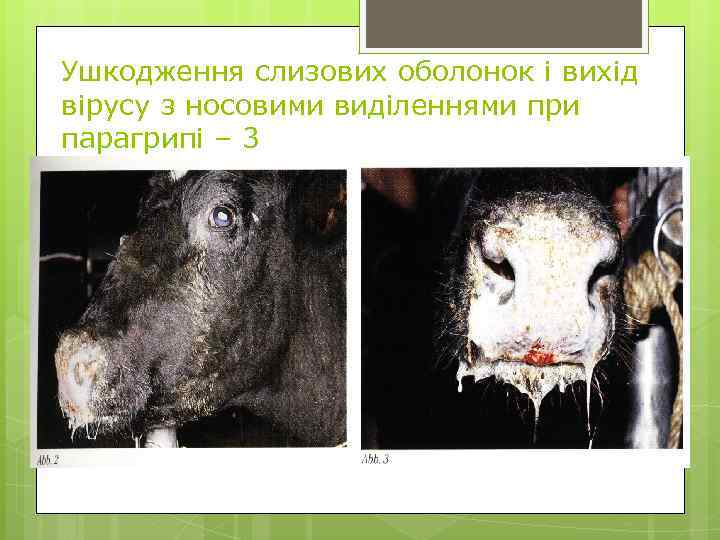Ушкодження слизових оболонок і вихід вірусу з носовими виділеннями при парагрипі – 3 