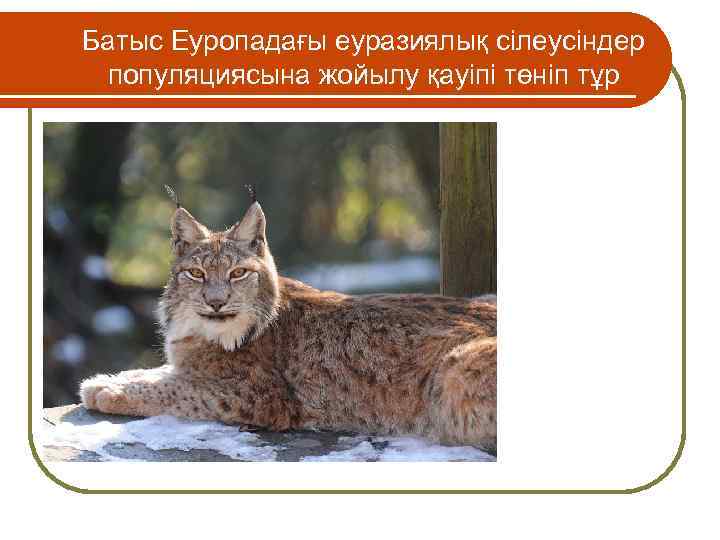 Батыс Еуропадағы еуразиялық сілеусіндер популяциясына жойылу қауіпі төніп тұр 