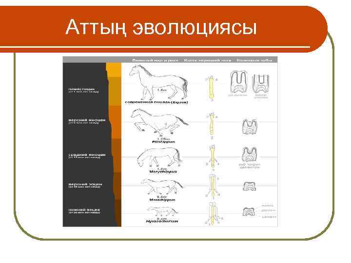 Аттың эволюциясы 