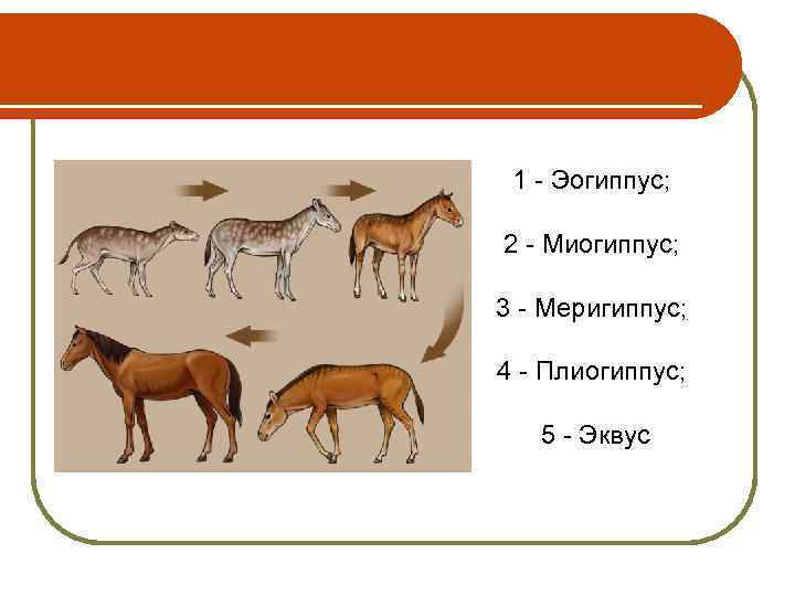1 - Эогиппус; 2 - Миогиппус; 3 - Меригиппус; 4 - Плиогиппус; 5 -